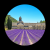 Lavender fields in Provence | Provence, France 