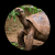 Galapagos giant tortoise eating leaves