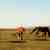 Horses in the Pampas plains