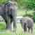 Adult and baby elephants