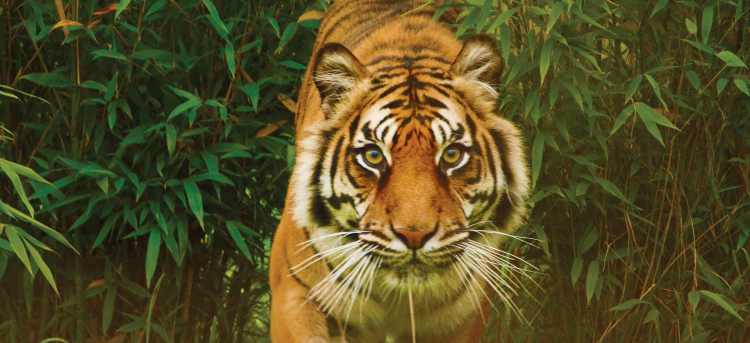 tiger | India  | Riviera Travel | escorted tour