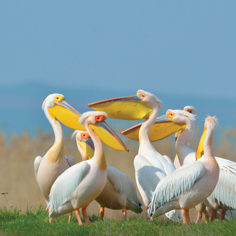 Pelicans by the Danube Delta