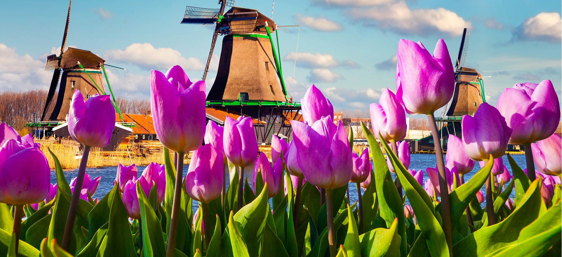 Spring Forward Promotion 2022 | Pink tulips in a field with a traditional Dutch windmill in the background