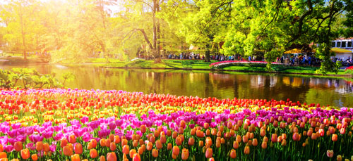 Blooming flowers in Netherlands