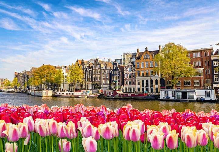 Dutch Waterways with Tulips