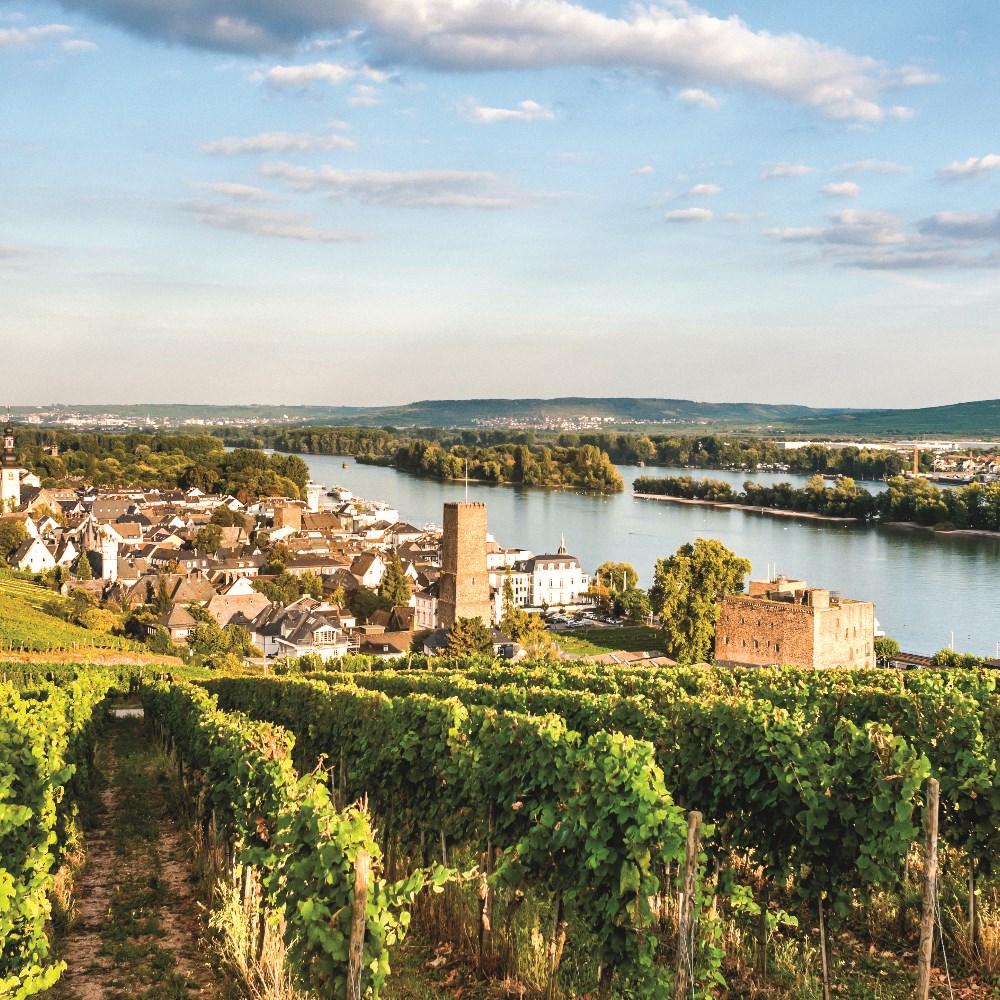 Vineyards and houses in Rüdesheim
